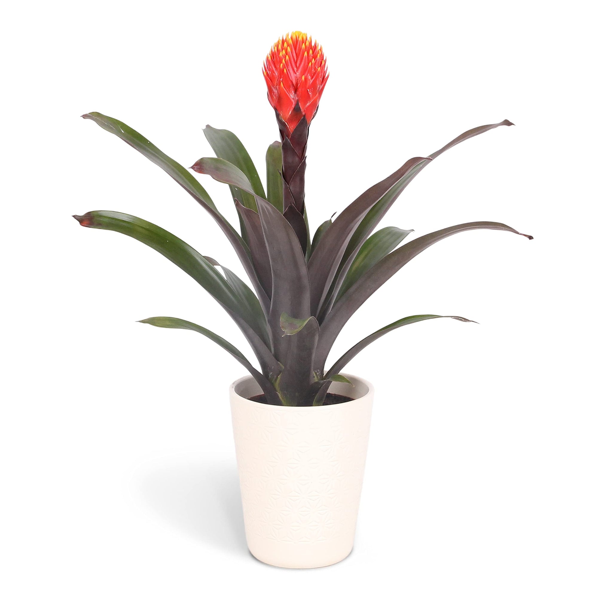 Guzmania spp. Orange Bromeliad - Ladybird Nursery