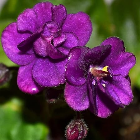 African Violet (Saintpaulia Spp.) Assorted - Ladybird Nursery