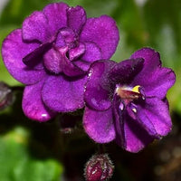 African Violet (Saintpaulia Spp.)