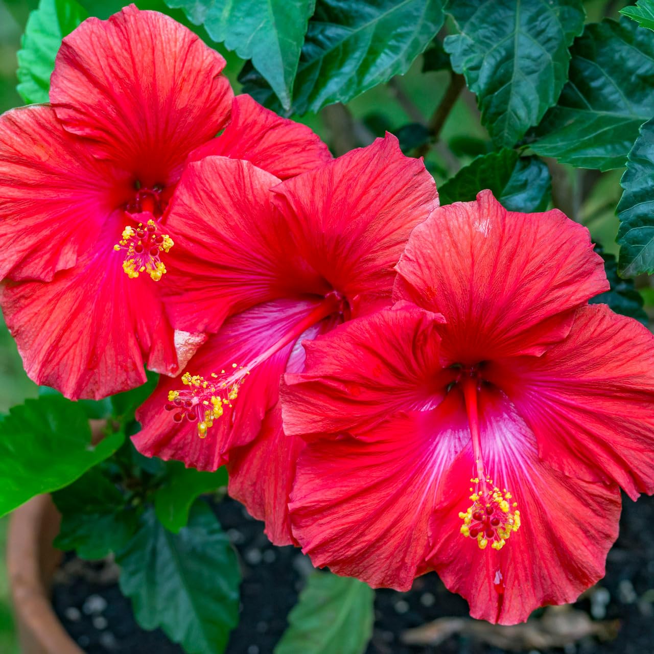 Chinese Hibiscus Hawaiian Skies (Hibiscus rosa-sinensis)