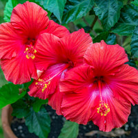 Hibiscus Hawaiian Skies (Hibiscus rosa - sinensis) - Ladybird Nursery