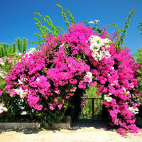 Bougainvillea Assorted Climbing (Bougainvillea glabra) - Ladybird Nursery