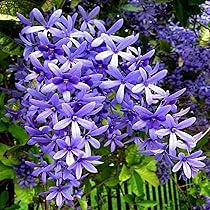 Petrea Volubilis Purple Wreath Climbers - Ladybird Nursery