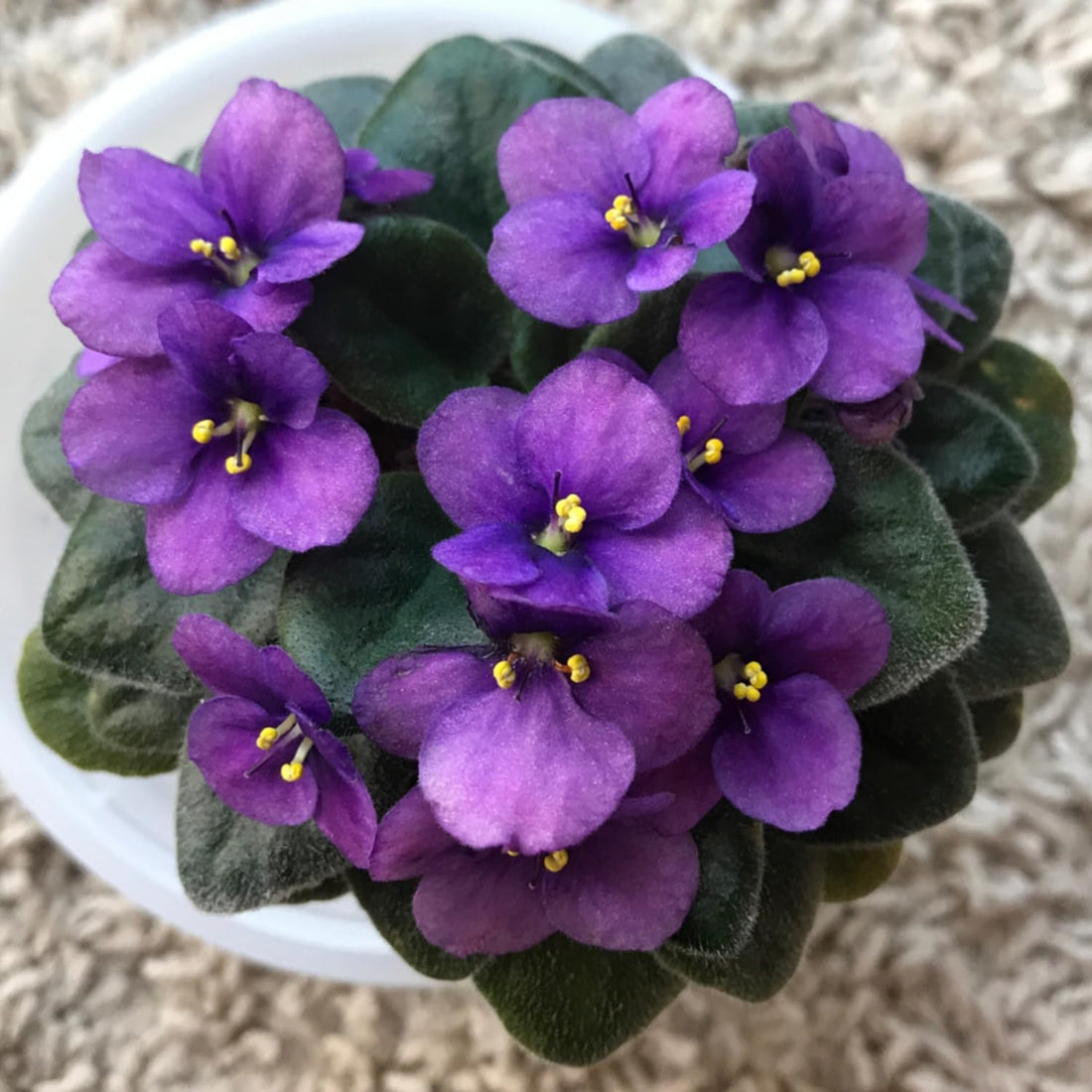African Violet (Saintpaulia Spp.) Assorted - Ladybird Nursery