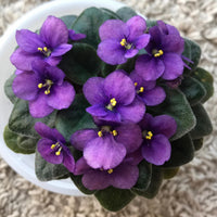 African Violet (Saintpaulia Spp.)