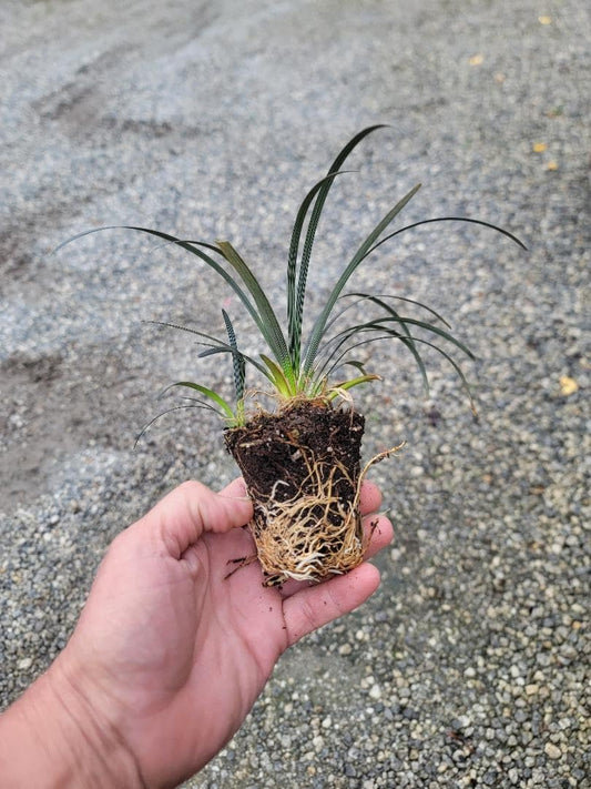 Black Mondo Grass Nigrescens (Ophiopogon planiscapus)