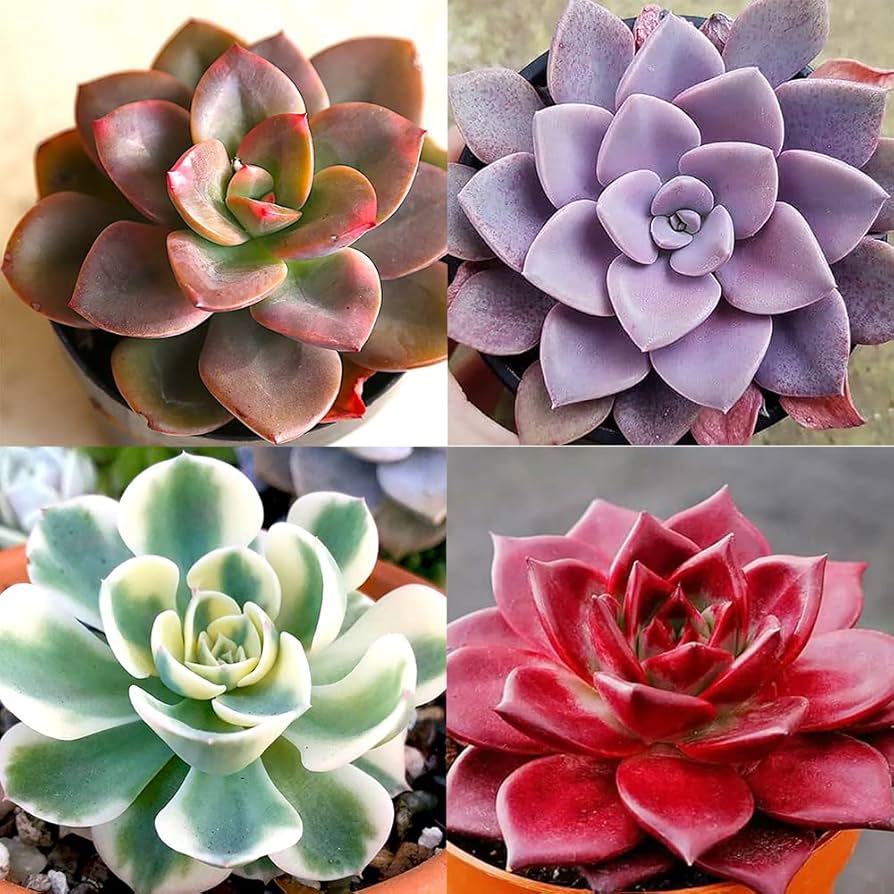 Hens and Chicks Assorted (Echeveria spp.) - Ladybird Nursery