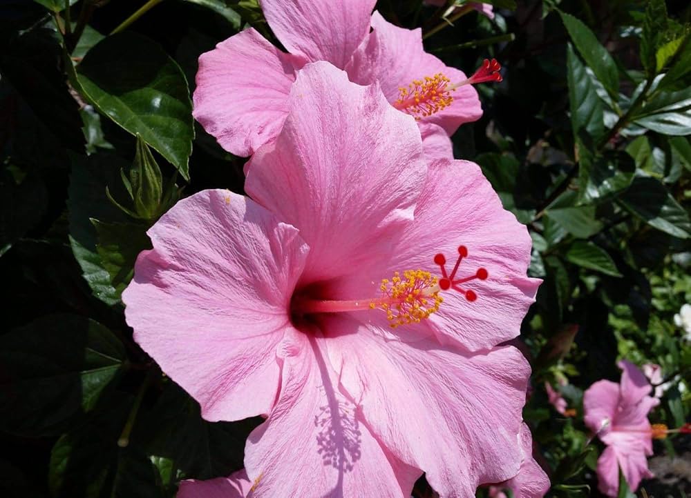 Chinese Hibiscus Fantasy Hot Pink (Hibiscus rosa-sinensis)