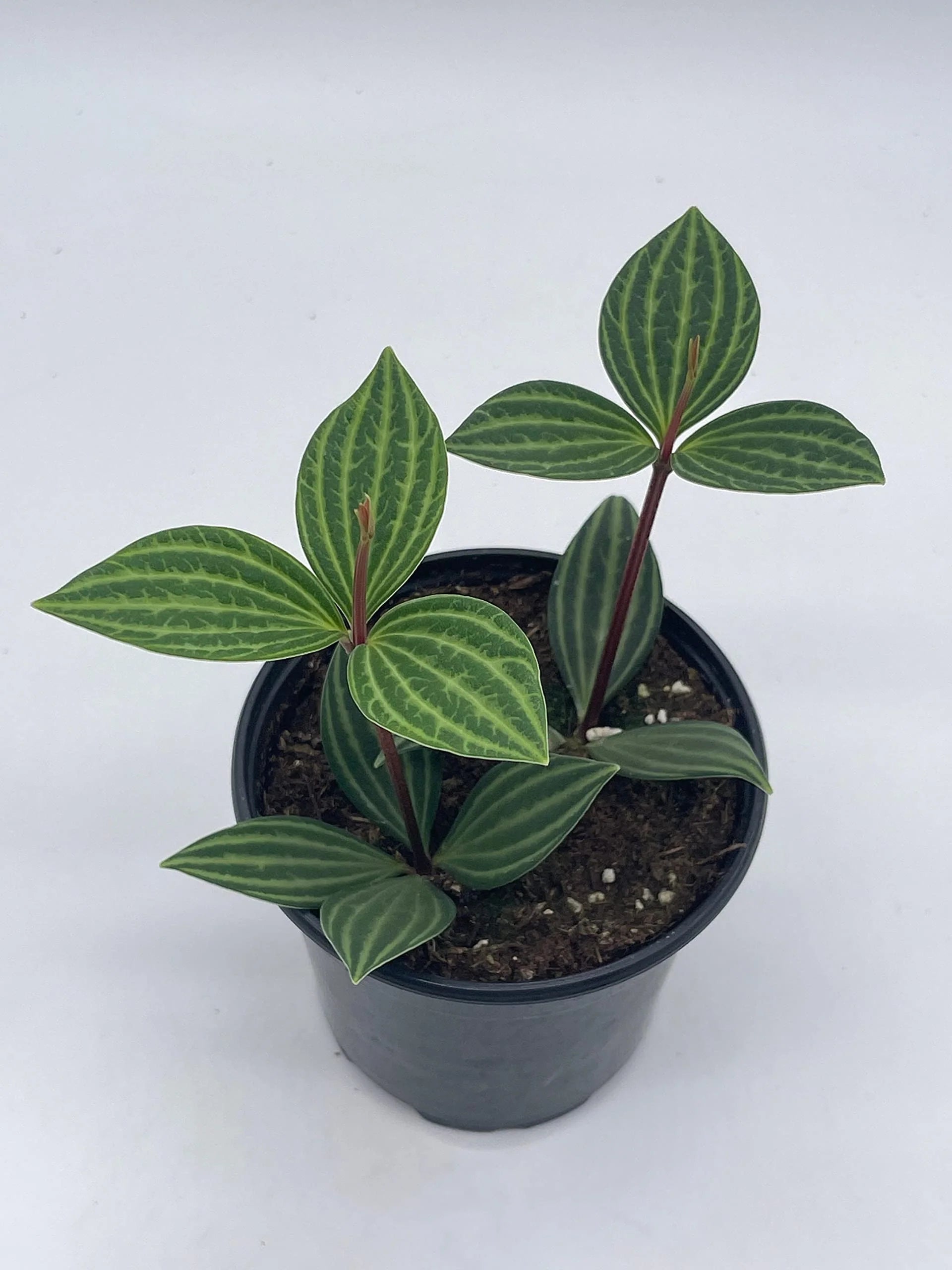 Peperomia Parallel (Peperomia puteolata) - Ladybird Nursery