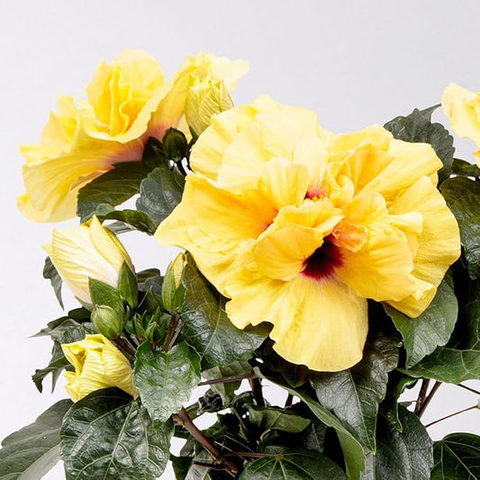 Hibiscus Adonicus Double Yellow (Hibiscus rosa - sinensis) - Ladybird Nursery