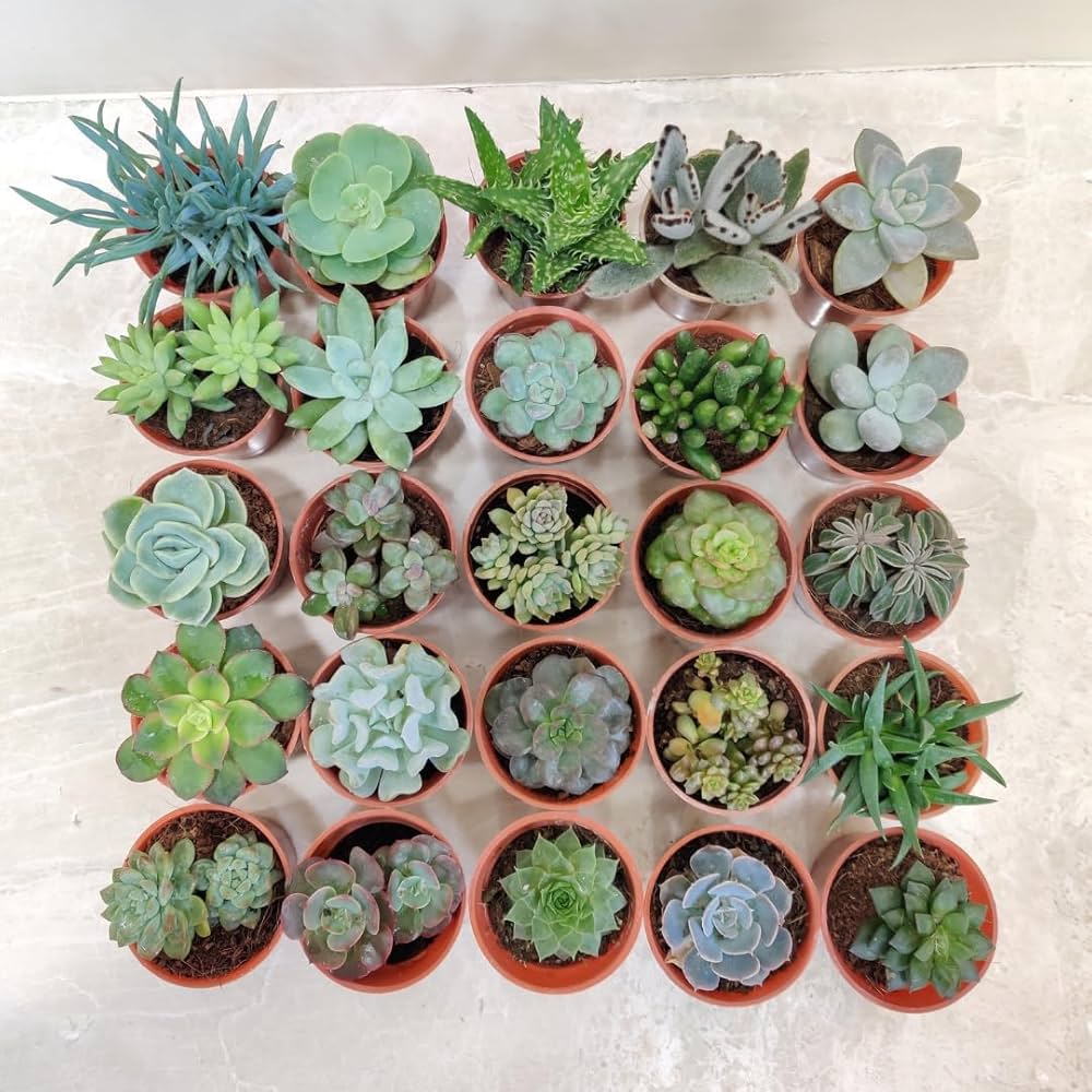 Assorted Succulents (Succulents spp.)