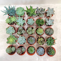 Assorted Succulents (Succulents spp.)