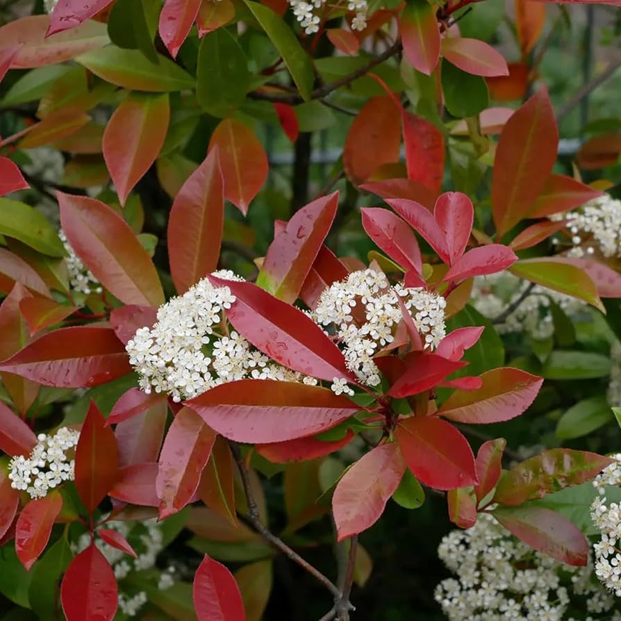 Red Tip Photinia fraserii Camilvy (Photinia x)