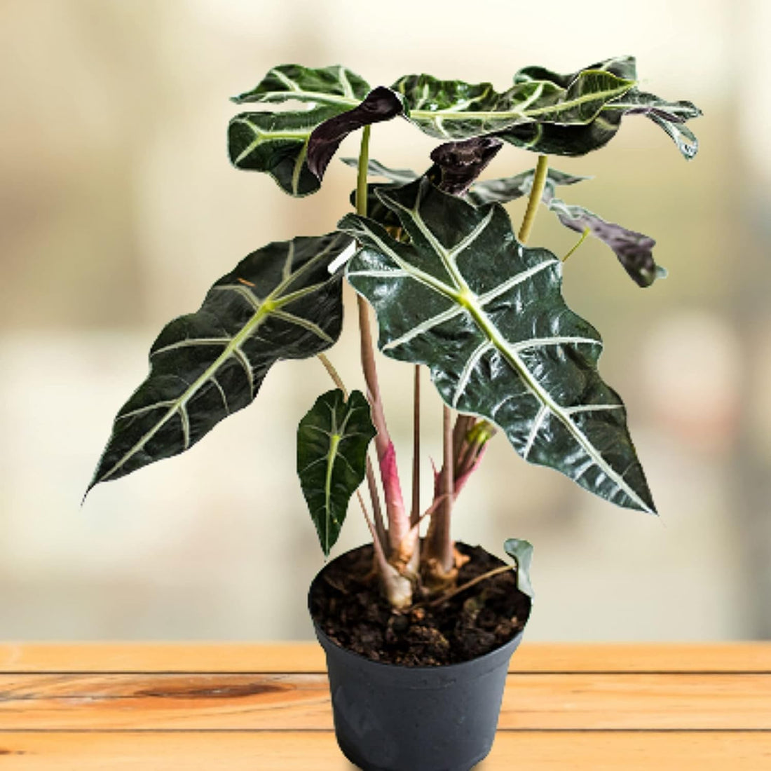 Amazonian Elephant Ear 'Dwarf Form' (Alocasia amazonica) 200mm Pot - Ladybird Nursery