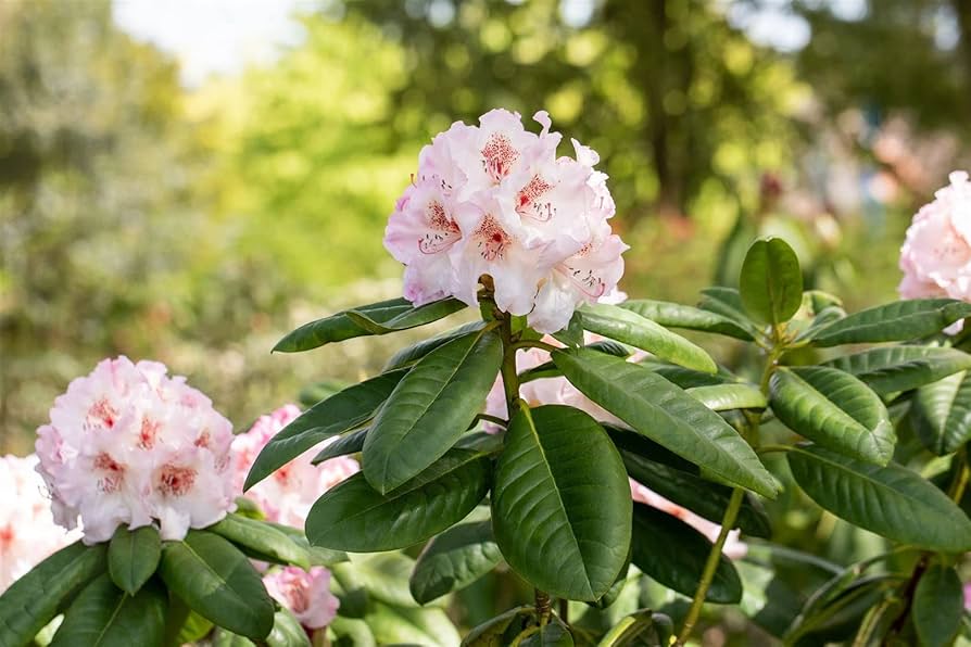 Rhododendron Simona - Ladybird Nursery