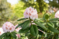 Rhododendron Simona