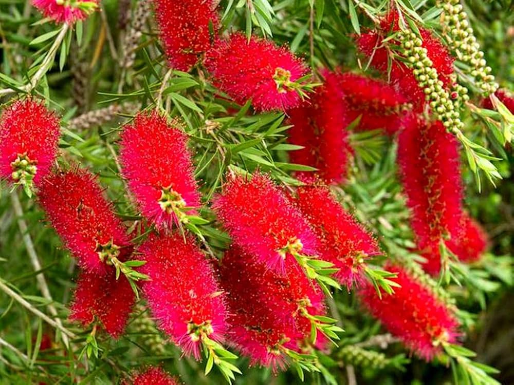 Weeping Bottlebrush (Melaleuca viminalis) - Ladybird Nursery