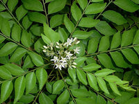 Curry Tree (Murraya koenigii) - Large