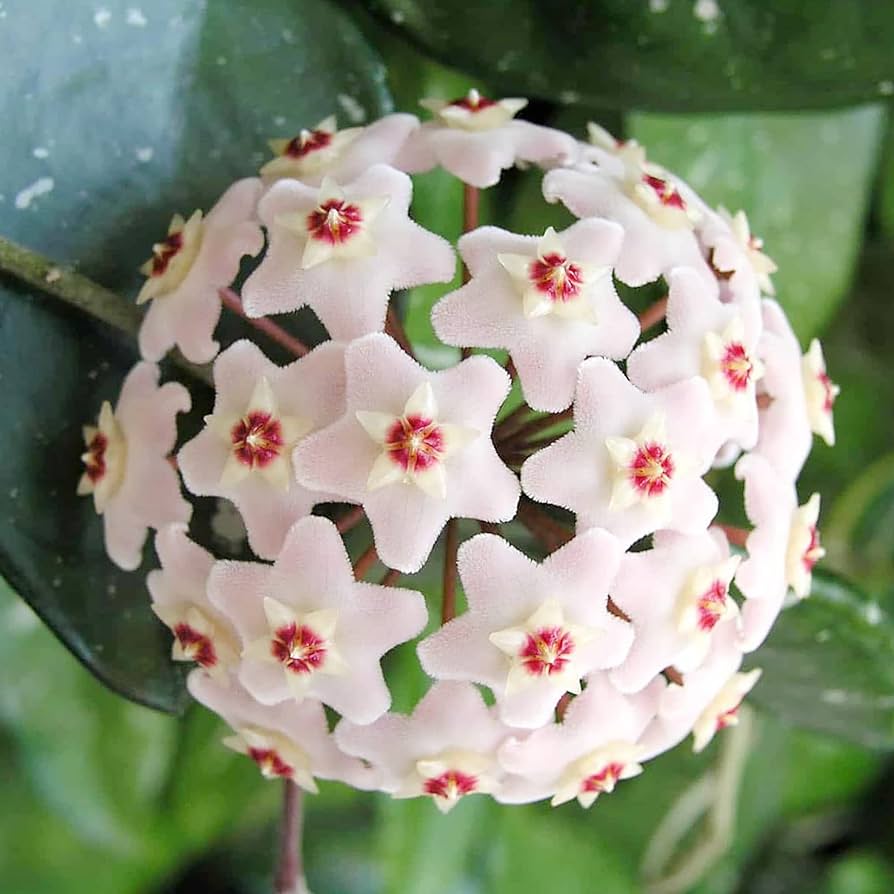 Wax Plant (Hoya carnosa) - Ladybird Nursery