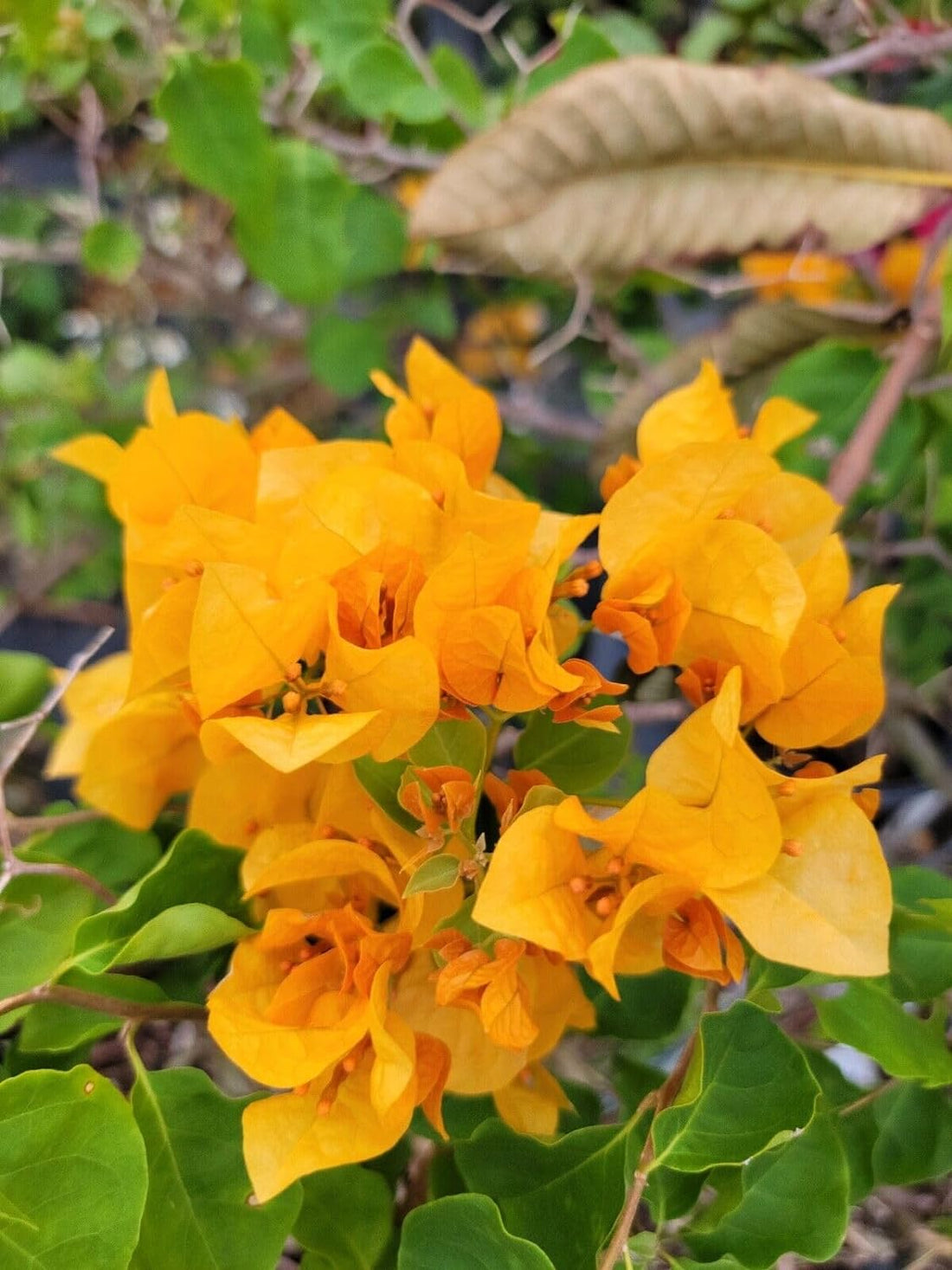 Bougainvillea Golden Dragon (Bougainvillea glabra) - Ladybird Nursery