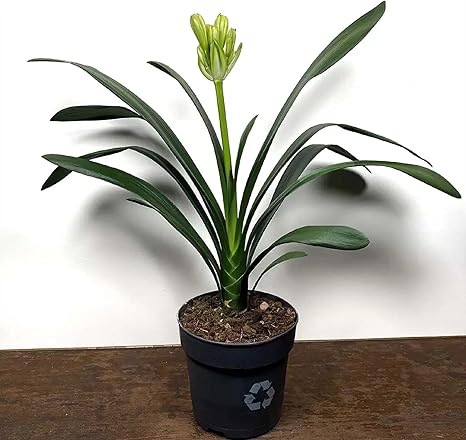 Bush Lily Peach (Clivia miniata)