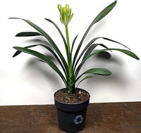 Bush Lily Peach (Clivia miniata) - Ladybird Nursery