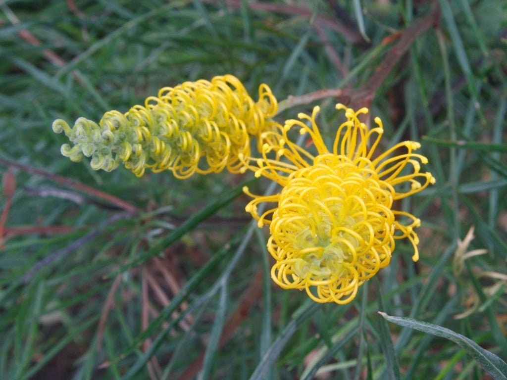 Grevillea Bush Lemons - Ladybird Nursery