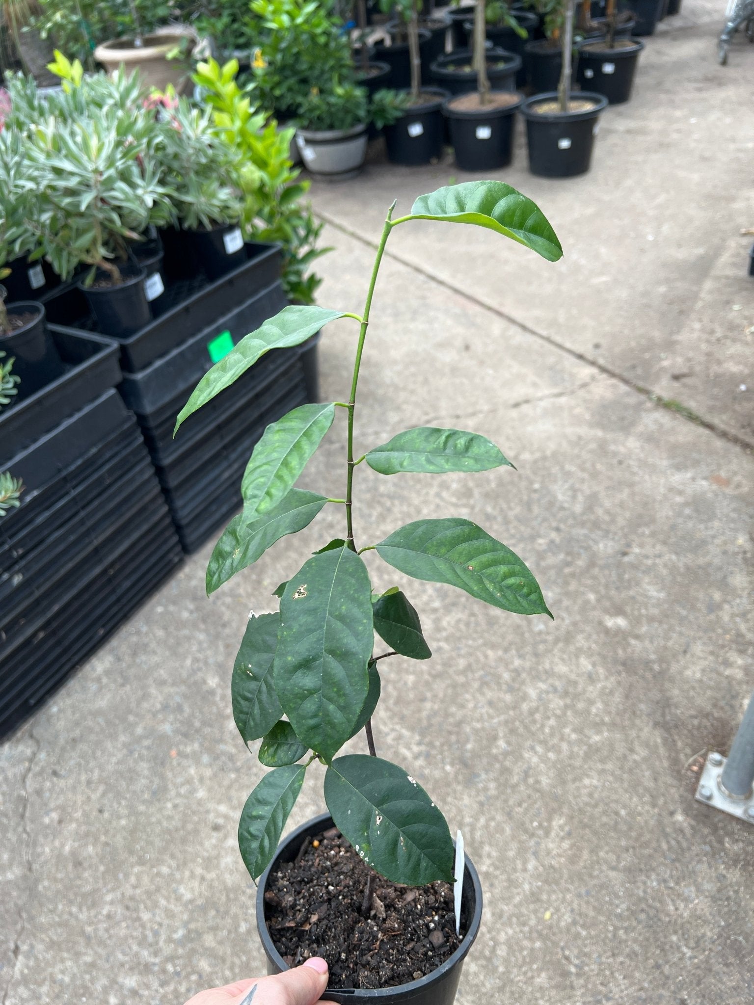 Jackfruit ‘J36’ - Ladybird Nursery