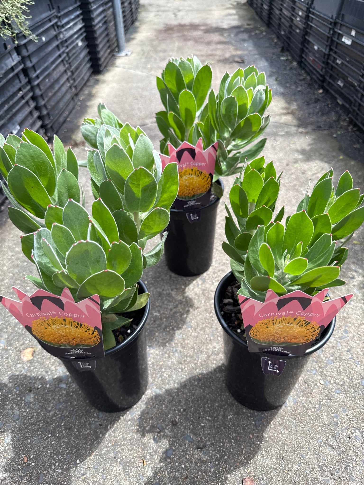Leucospermum 'Carnival Copper' - Ladybird Nursery