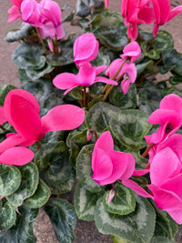 Cyclamen Leopardo Large 'Pink' - Ladybird Nursery
