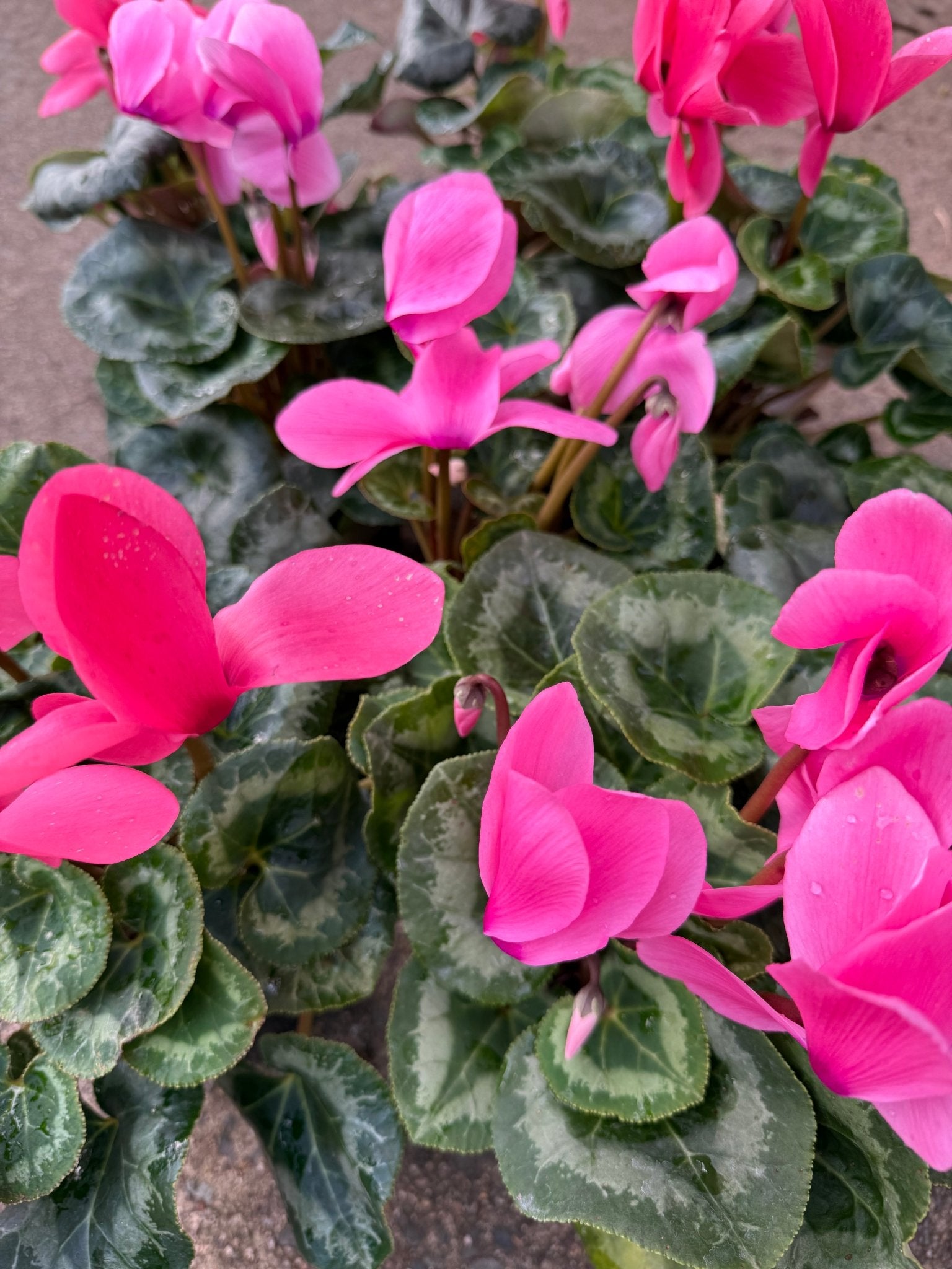 Cyclamen Leopardo Large 'Pink' - Ladybird Nursery