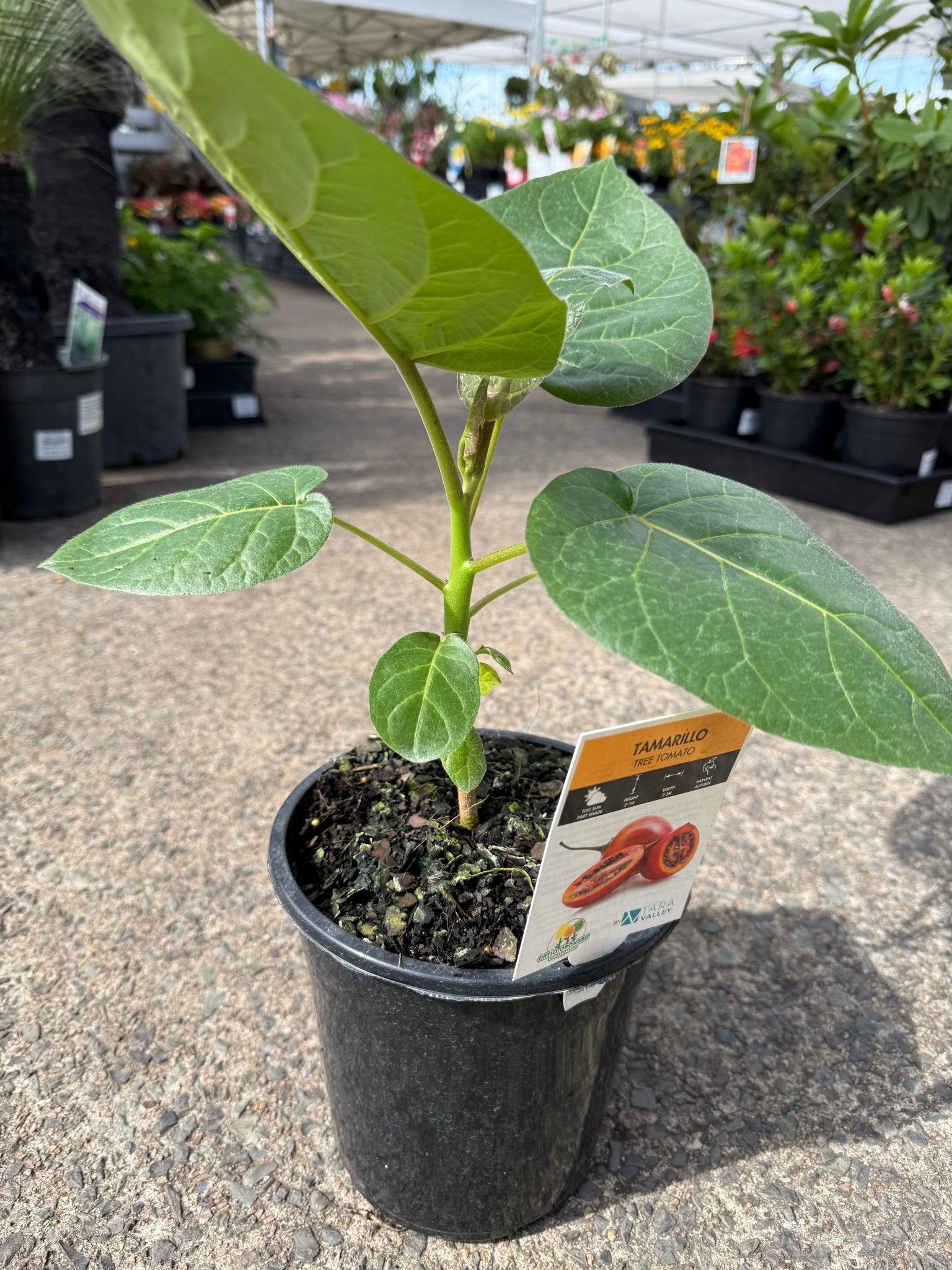 Tamarillo Red - Ladybird Nursery
