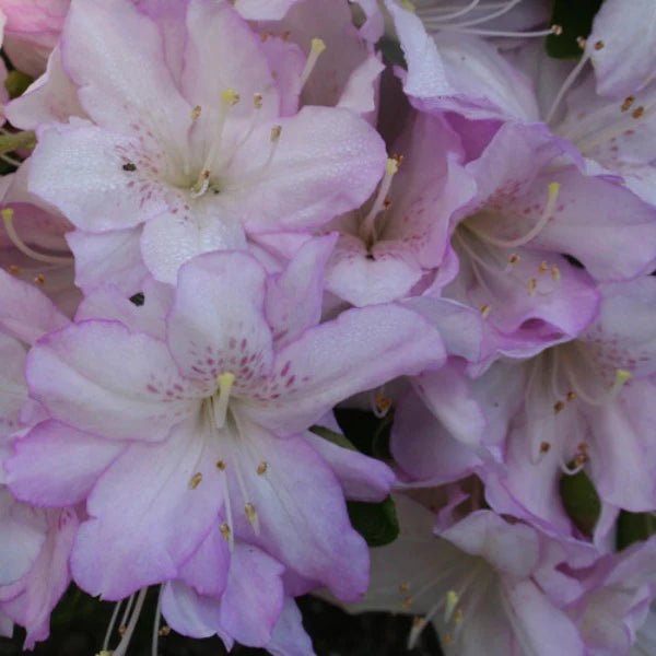Azalea Asawa - Ladybird Nursery