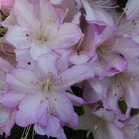 Azalea Asawa - Ladybird Nursery