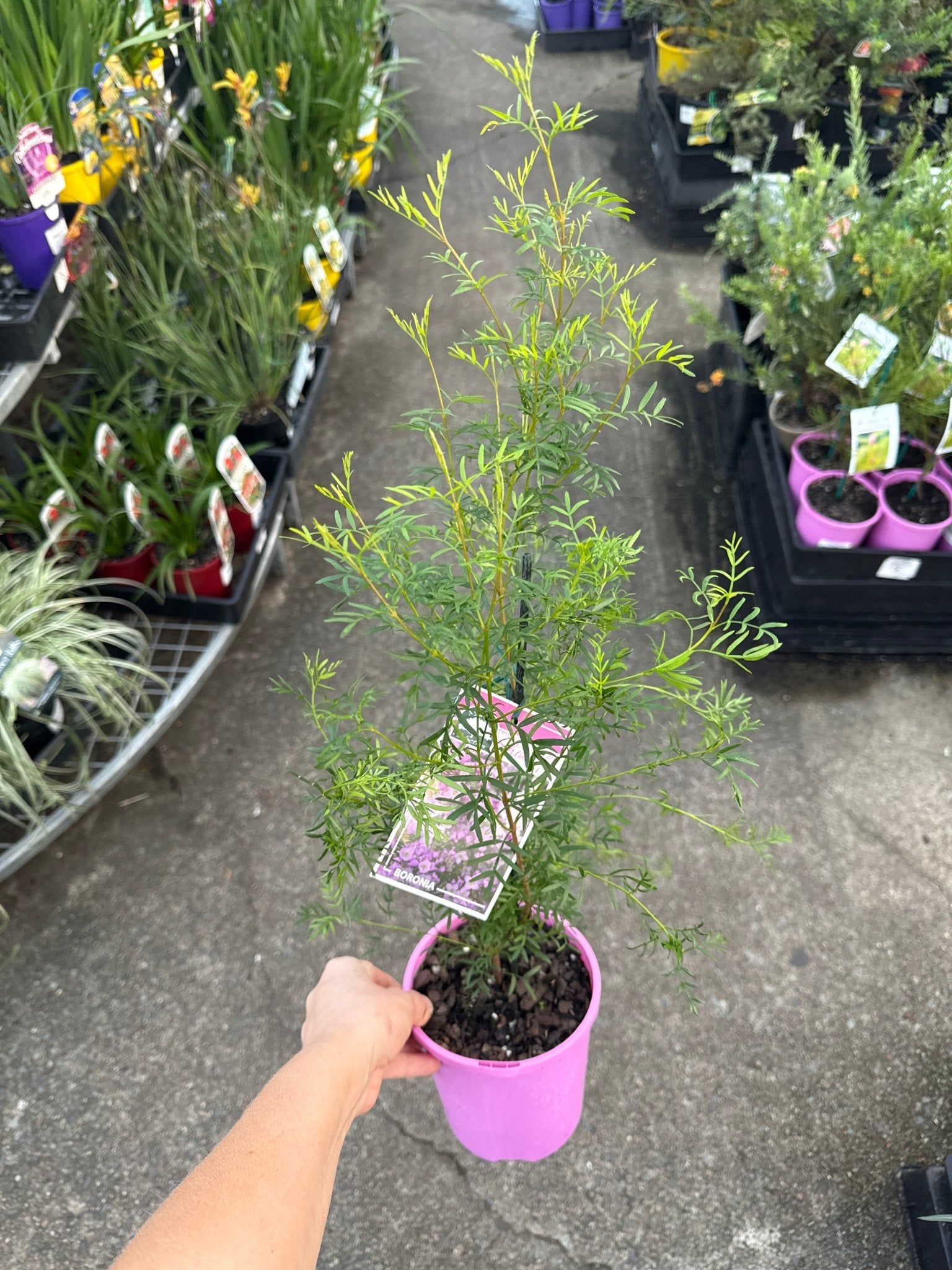 Boronia ‘Show Off' (Boronia pinnata) - Ladybird Nursery