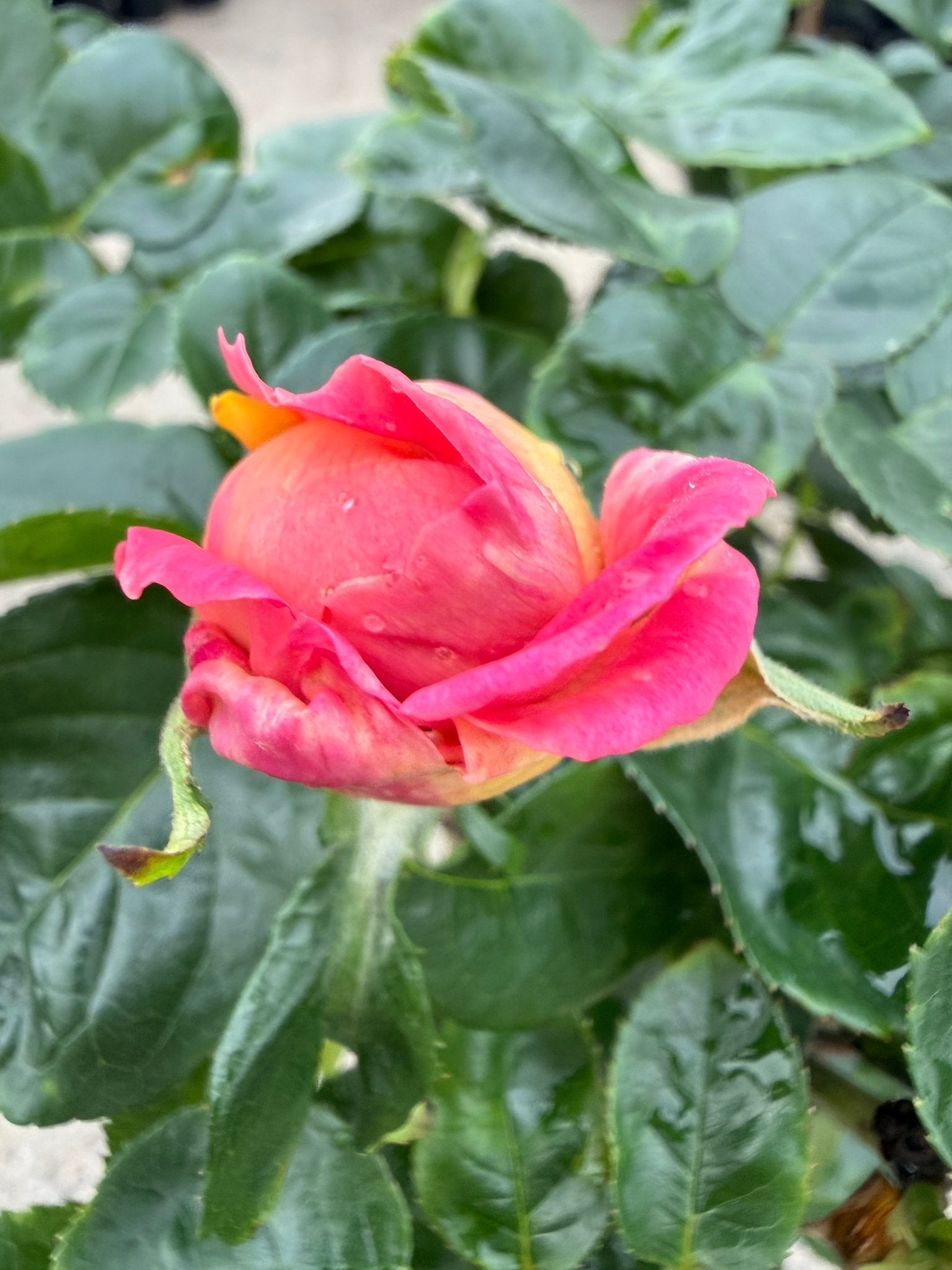 Rose 'Chicago Peace' - 3ft Standard (PICKUP ONLY) - Ladybird Nursery