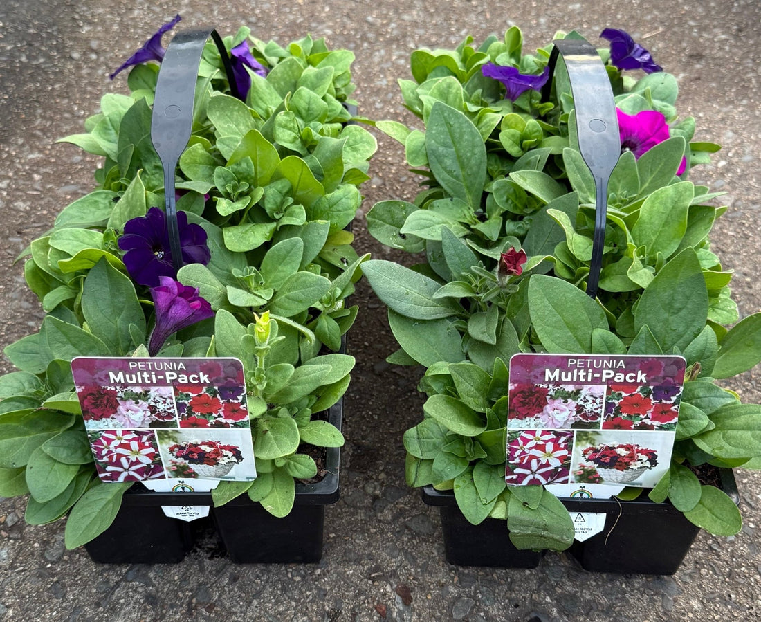 Petunia 'Lo Rider Mix'- 10 Cell Pot (PICK UP ONLY) - Ladybird Nursery