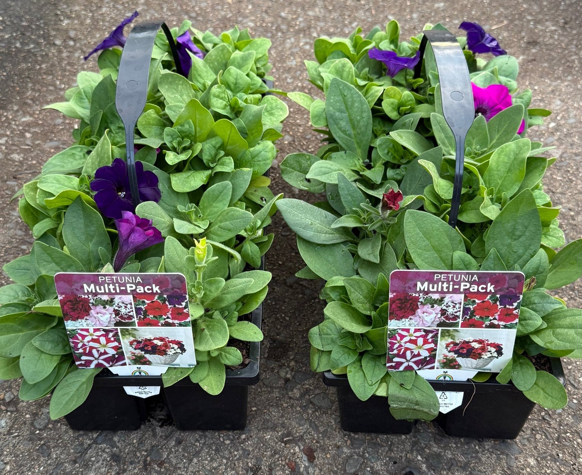 Petunia 'Lo Rider Mix'- 10 Cell Pot (PICK UP ONLY) - Ladybird Nursery