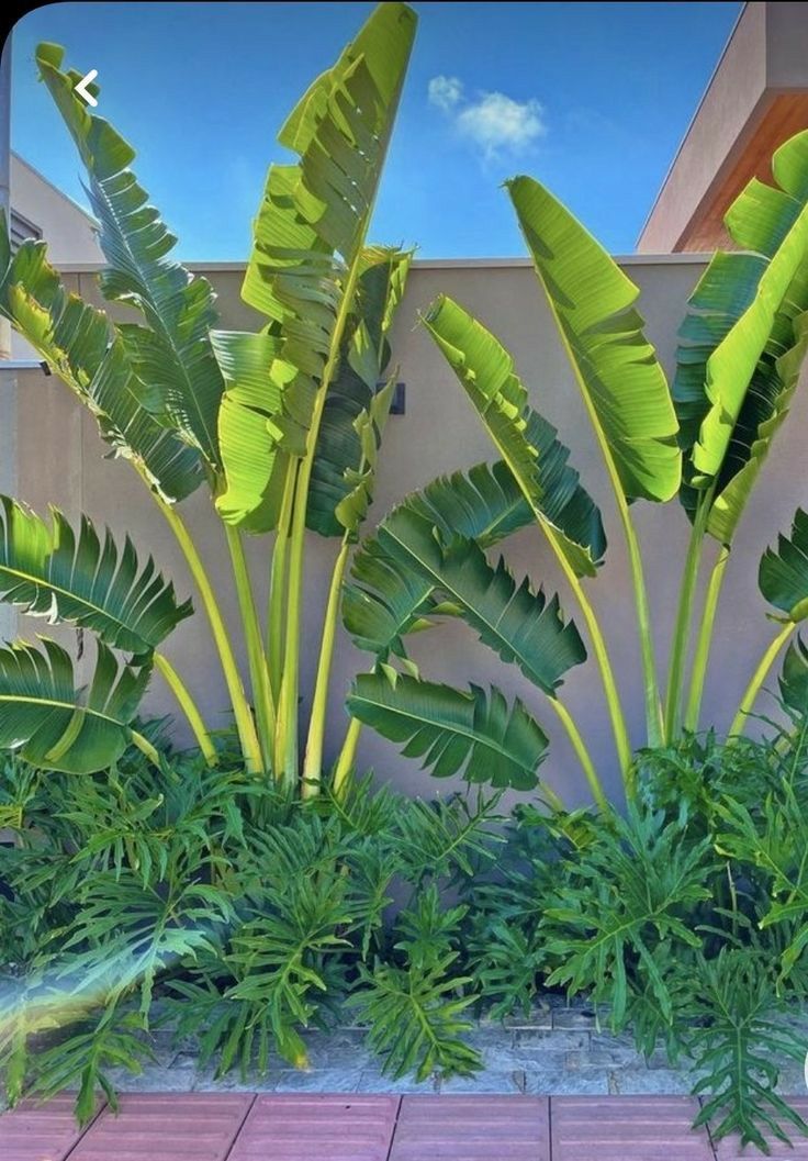 Lickety Split Philodendron 200mm Pot - Ladybird Nursery