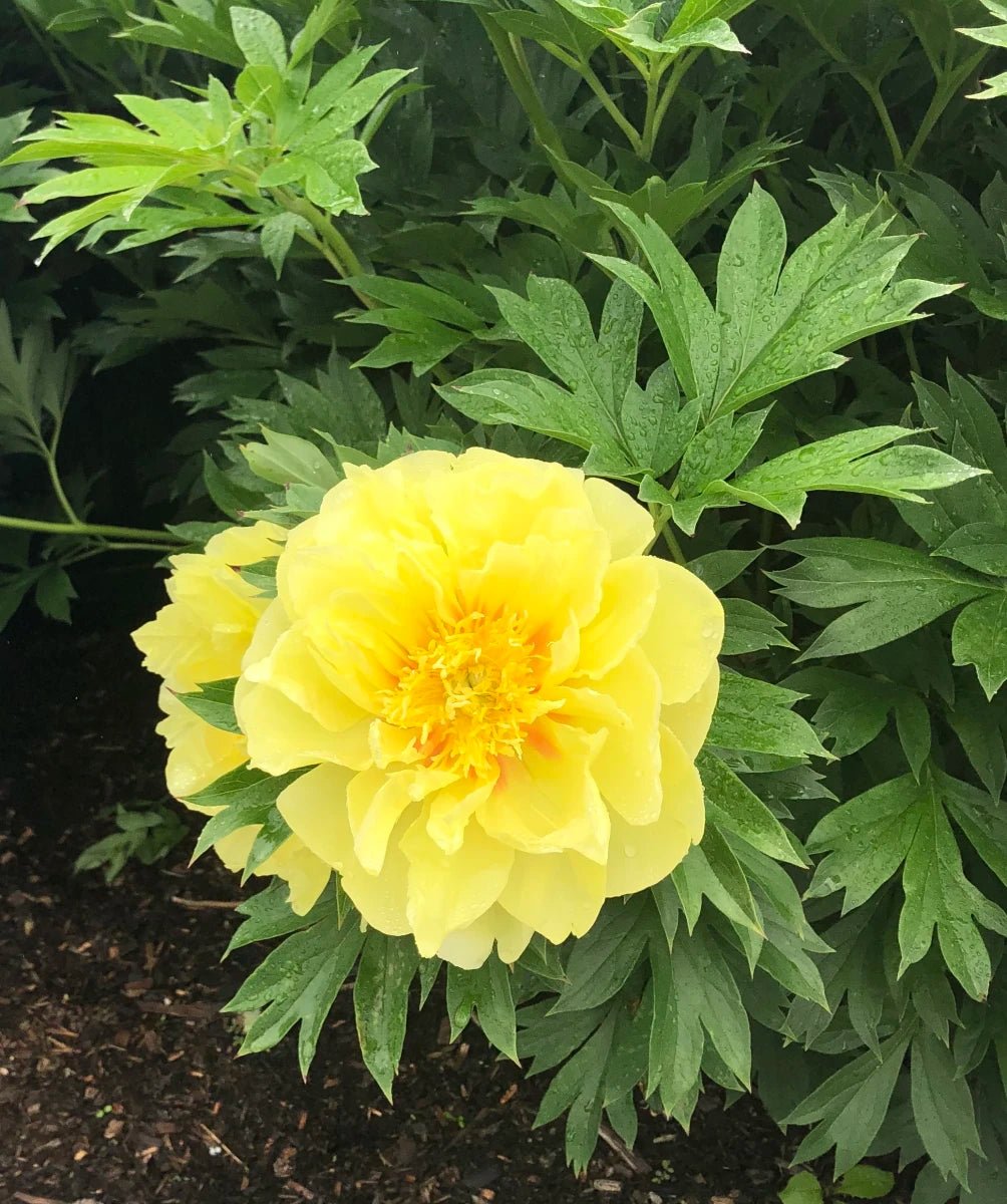 Peony Bartzella (Paeonia Itoh) - Ladybird Nursery