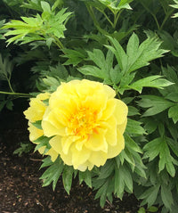 Peony Bartzella (Paeonia Itoh)