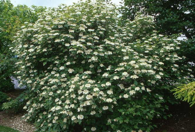 Compact Viburnum Compactum (Viburnum opulus)