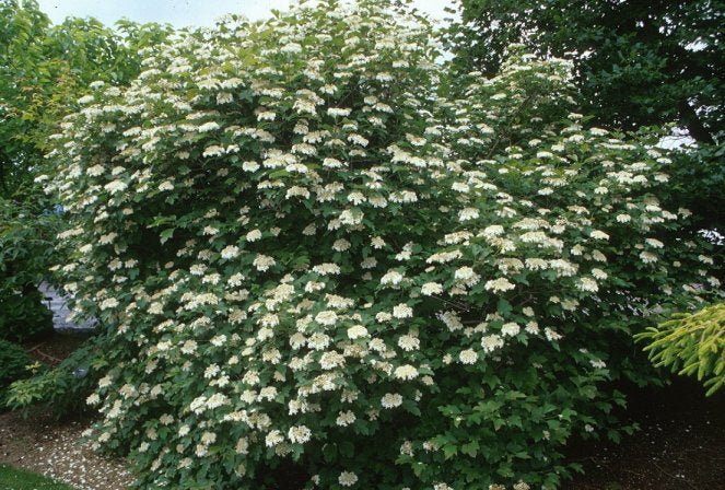 Compact Viburnum Compactum (Viburnum opulus) - Ladybird Nursery