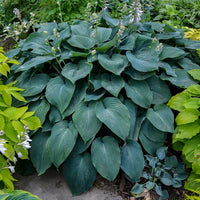 Plantain Lily Blue Angel (Hosta )