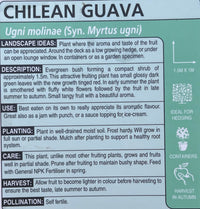 Guava 'Chilean' (Ugni molinae) - Ladybird Nursery
