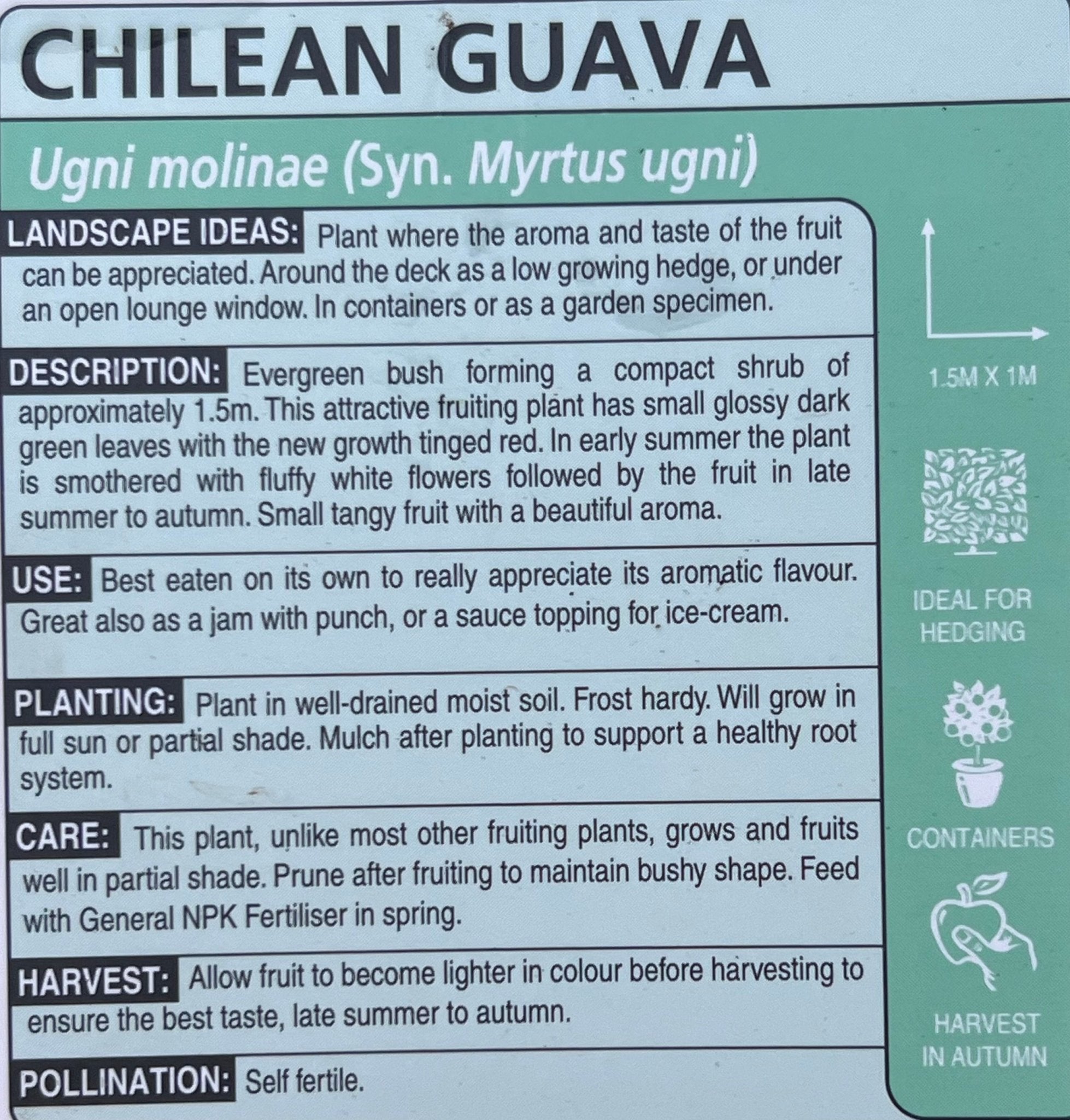 Guava 'Chilean' (Ugni molinae) - Ladybird Nursery