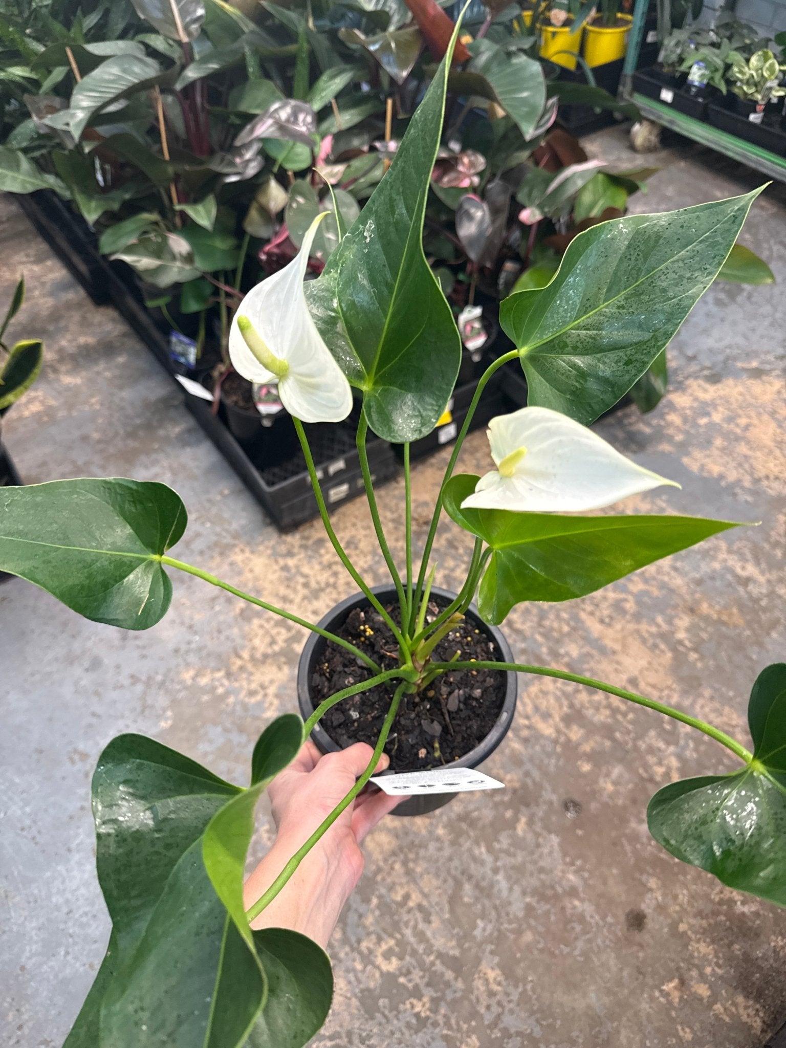 Anthurium 'White Winner' - Ladybird Nursery