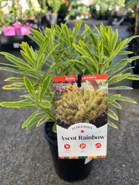 Rainbow Spurge 'Ascot Rainbow' (Euphorbia x Martinii) - Ladybird Nursery