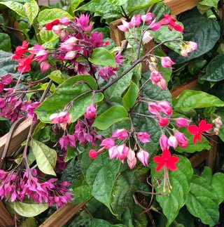 Bleeding Heart Pink (Clerodendrum thomsoniae) - Ladybird Nursery
