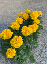 Marigold 'Yellow' 10 Cell (PICK UP ONLY) - Ladybird Nursery